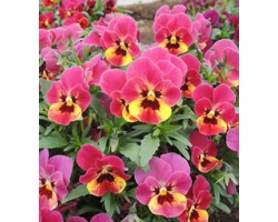 Pianta di Viola a fiore piccolo Millionflora Ruby