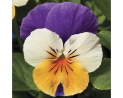 Pianta di Viola a fiore piccolo Penny Peach jump up