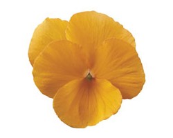 Pianta di Viola a fiore piccolo Penny Tangerine
