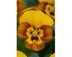 Pianta di Viola a fiore piccolo Sorbet  Honeybee