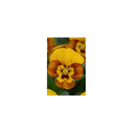 Pianta di Viola a fiore piccolo Sorbet Honeybee