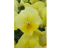Pianta di Viola a fiore piccolo Sorbet  Lemon chiffon