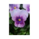 Pianta di Viola a fiore piccolo Sorbet Orchid rose beacon