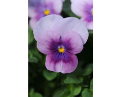 Pianta di Viola a fiore piccolo Sorbet  Orchid rose beacon
