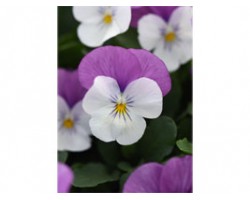 Pianta di Viola a fiore piccolo Sorbet  Rose Wing