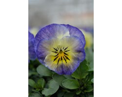 Pianta di Viola a fiore piccolo Sorbet XP Neptune