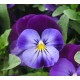 Pianta di Viola a fiore piccolo Quicktime Blue purple jump up