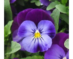 Pianta di Viola a fiore piccolo Quicktime Blue purple jump up