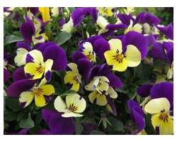 Pianta di Viola a fiore piccolo Quicktime Lemon jump up