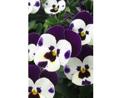 Pianta di Viola a fiore piccolo Quicktime Mickey