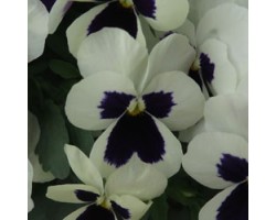 Pianta di Viola a fiore piccolo Quicktime White blotch