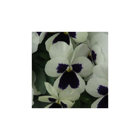 Pianta di Viola a fiore piccolo Quicktime White blotch