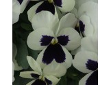 Pianta di Viola a fiore piccolo Quicktime White blotch