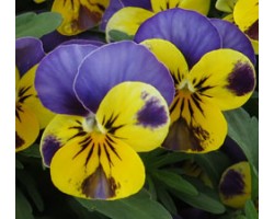 Pianta di Viola a fiore piccolo Quicktime Yellow blue jump up