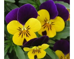 Pianta di Viola a fiore piccolo Quicktime Yellow violet jump up