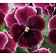 Pianta di Viola a fiore piccolo Waraku Rose Eclipse
