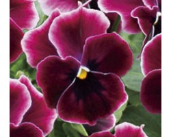 Pianta di Viola a fiore piccolo Waraku Rose Eclipse