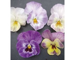 Pianta di Viola a fiore piccolo Waraku Flavor tea