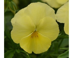 Pianta di Viola ricadente Cool Wave Lemon