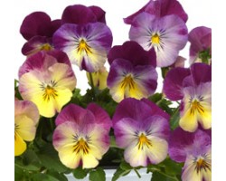Pianta di Viola ricadente Cool Wave Raspberry swirl