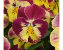 Pianta di Viola ricadente Cool Wave Strawberry swirl
