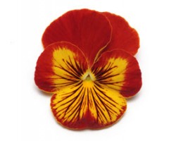 Pianta di Viola a fiore medio Panola Sunburst