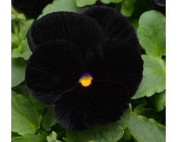 Pianta di Viola a fiore grande Matrix Halloween
