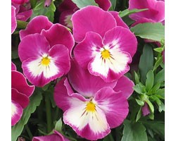 Pianta di Viola a fiore medio Ultima Radiance Pink