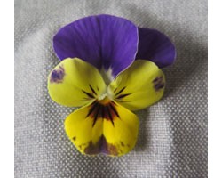 Pianta di Viola a fiore piccolo Ai Citrine
