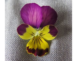Pianta di Viola a fiore piccolo Ai Coral