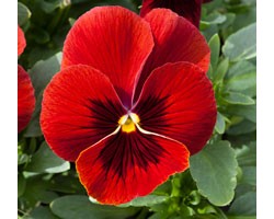 Pianta di Viola ricadente Freefall XL Scarlet blotch