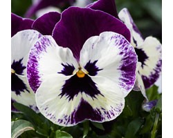 Pianta di Viola ricadente Freefall XL Victoriana