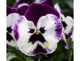 Pianta di Viola ricadente Freefall XL Victoriana
