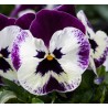 Pianta di Viola ricadente Freefall XL Victoriana