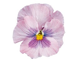 Pianta di Viola a fiore grande Delta Pink shades
