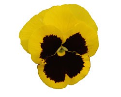 Pianta di Viola a fiore grande Promise Yellow blotch