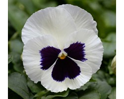 Pianta di Viola a fiore grande Promise White blotch
