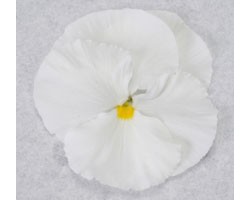 Pianta di Viola a fiore grande Promise White pure