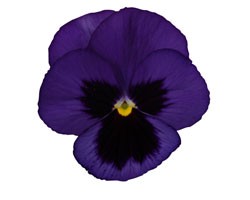 Pianta di Viola a fiore grande Promise Blue blotch