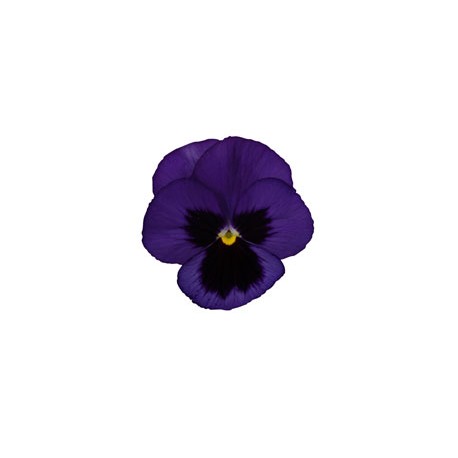 Pianta di Viola a fiore grande Promise Blue blotch