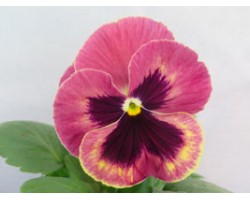 Pianta di Viola a fiore grande Promise Antique shades