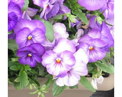 Pianta di Viola a fiore grande Promise Pure lilac shades