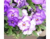 Pianta di Viola a fiore grande Promise Pure lilac shades