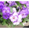 Pianta di Viola a fiore grande Promise Pure lilac shades