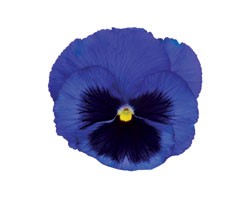 Pianta di Viola a fiore grande Inspire Plus Blue blotch