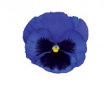 Pianta di Viola a fiore grande Inspire Plus Blue blotch