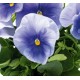 Pianta di Viola a fiore grande Inspire Plus Light blue