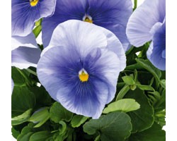 Pianta di Viola a fiore grande Inspire Plus Light blue