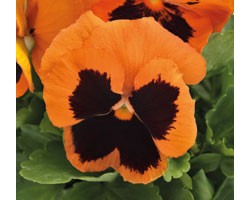 Pianta di Viola a fiore grande Inspire Plus Orange blotch