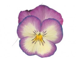 Pianta di Viola a fiore medio Ultima Radiance Deep blue